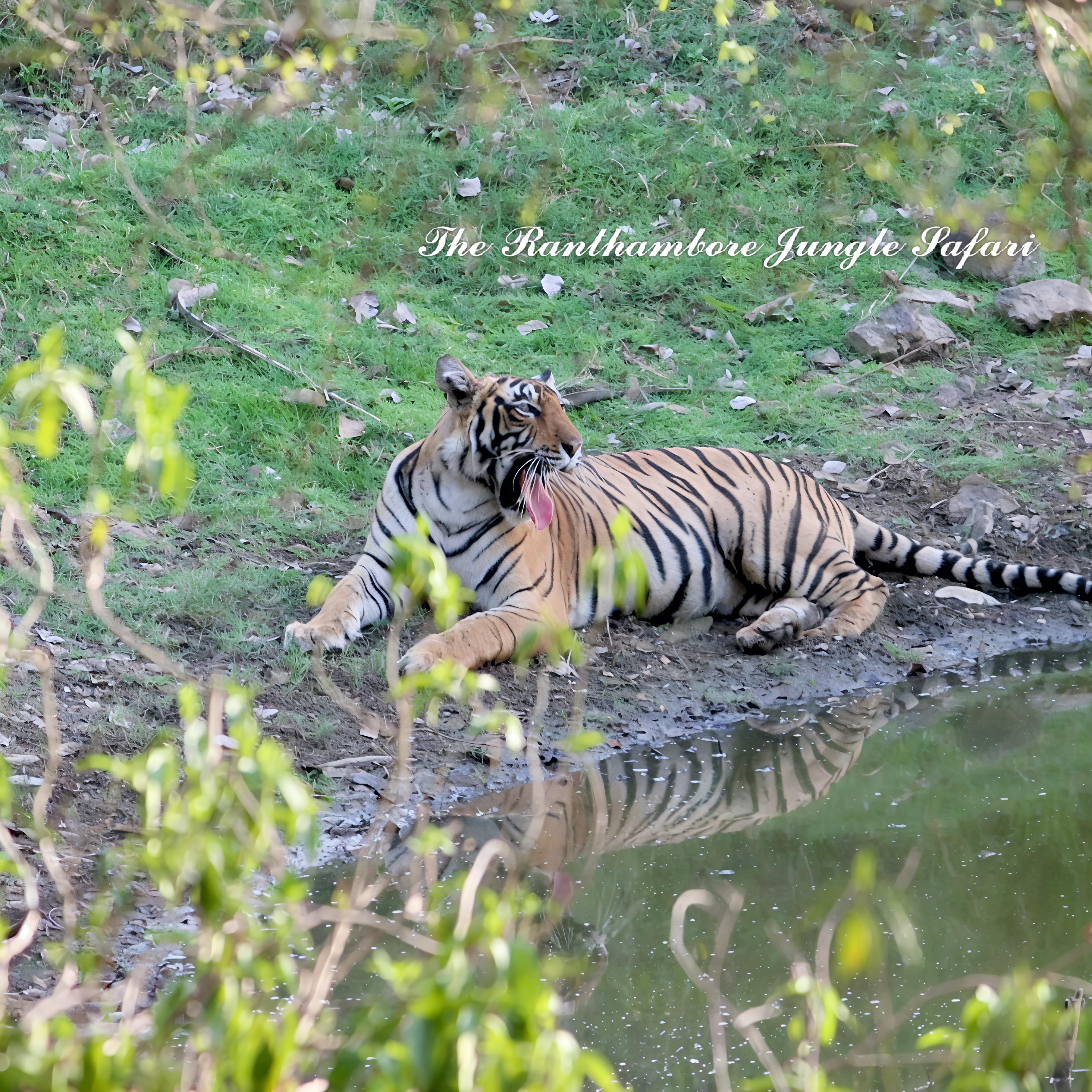Tiger in Ranthambore